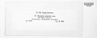 Blumeria graminis image